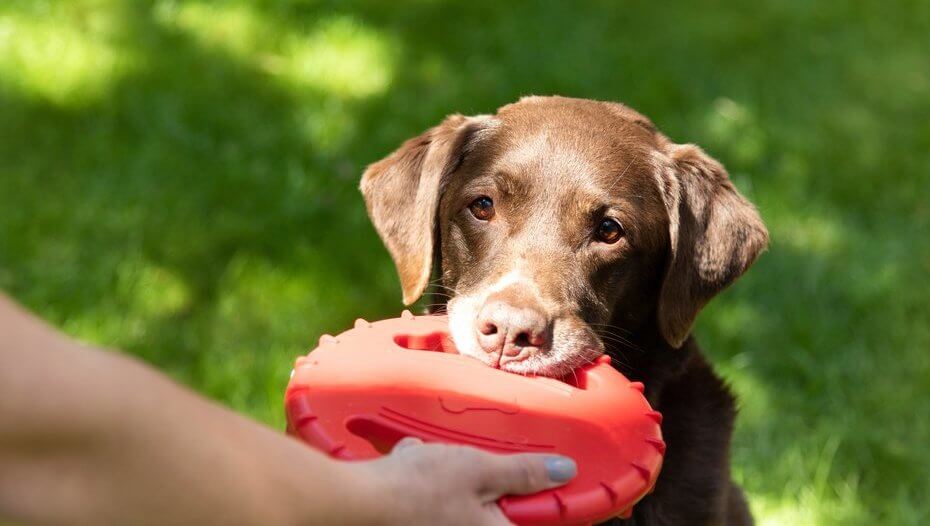 Stimulating Toys for Older Dogs Purina